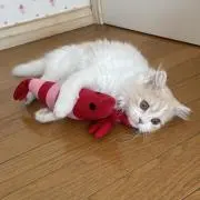 melの画像