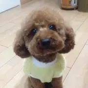 ココ