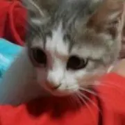 ゴールデンハナハナ
