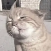 チャッピーの画像