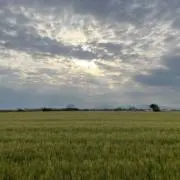 ダイの画像