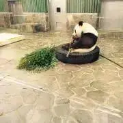 えだまめの画像