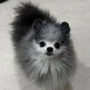 cookie