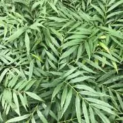 Lの画像