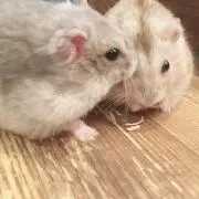 ゆきっこの画像