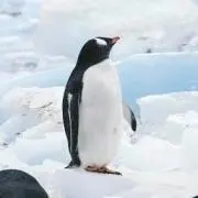 ぺんぎんの画像