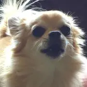 ポイズんの画像