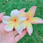 Image of momochi