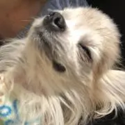 さんちゃんの画像