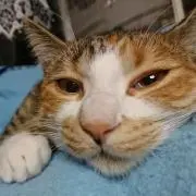 Maakoの画像