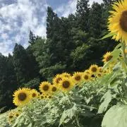 いずなの画像