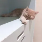なちぴー