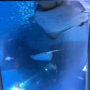 ケンケンの画像