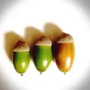 acorn