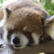はるはな