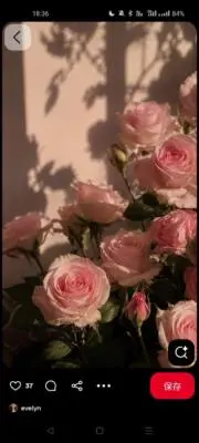 roseの画像