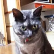 しらたま