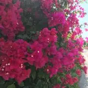 クリームの画像