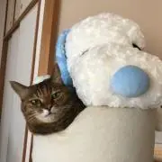 imatomoの画像