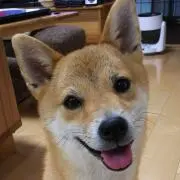 みぃたんの画像