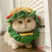 たんたんの画像