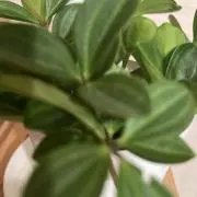 gdehrtの画像