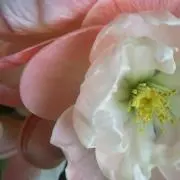 sonacoの画像