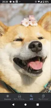 ぽちの画像