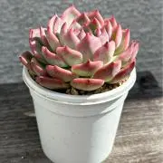 えり⭐︎丁寧な対応を目指しますの画像