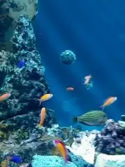 あゆの画像