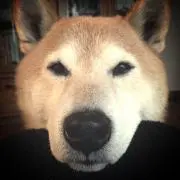 ダン