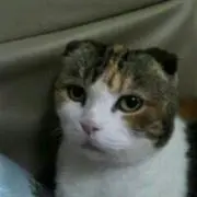 ぶー太郎