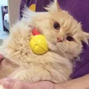 べっちの画像