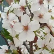 トシの画像