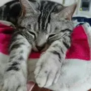 煌華の画像