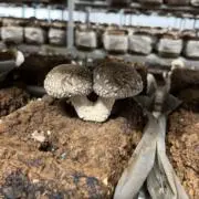 ぽっぷんの画像