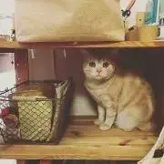 torotoroの画像
