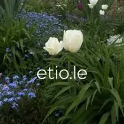 etio.le