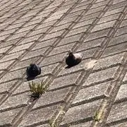 そろりそろりの画像