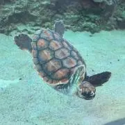 いくら　《即購入歓迎☻》の画像