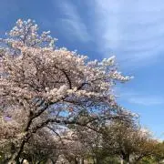楓