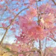 ハルハムの画像