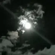 パピー