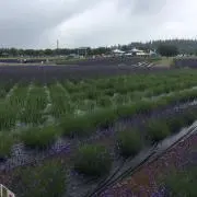 えどむらさきの画像
