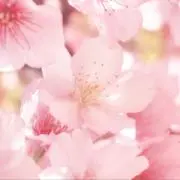 もち米の画像