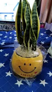 ダル
