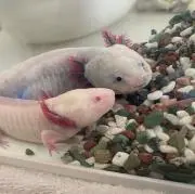 ウンパ