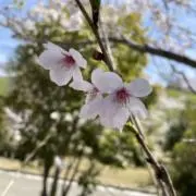 たんさん