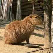 Atsushi.の画像