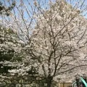 こはく